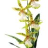 Exo Terra Spider Orquidea