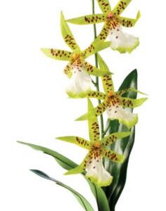 Exo Terra Spider Orquidea
