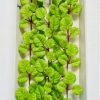 Imagine planta tapizante talla XL 43cm
