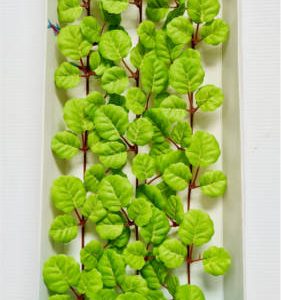 Imagine planta tapizante talla XL 43cm