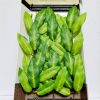 Imagine planta tapizante talla L 27cm B
