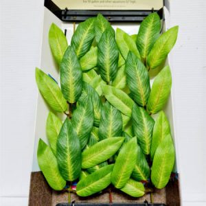 Imagine planta tapizante talla L 27cm B