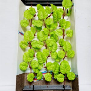 Imagine planta tapizante talla L 27cm A