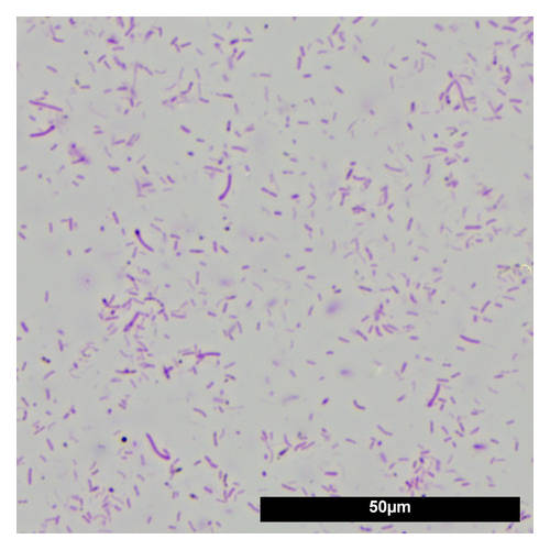 denitrol2