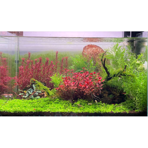 Chihiros WRGB II 30 10º Aniversario - Acuariohelp