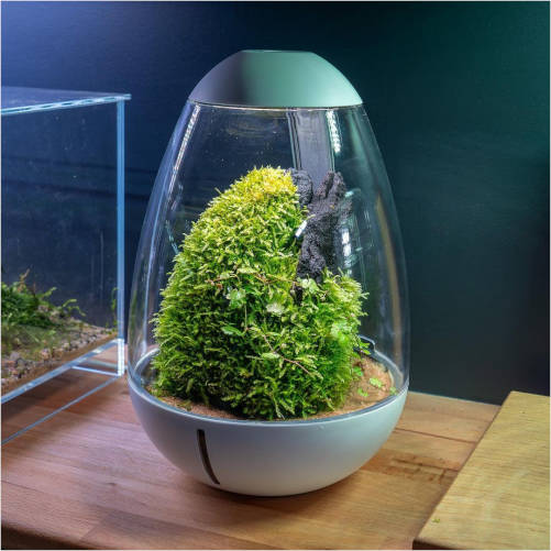 Chihiros Tiny Terrarium Egg (terrario huevo)