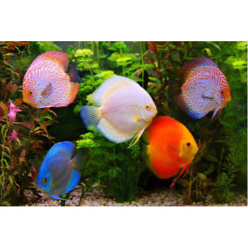 seradiscus105gc