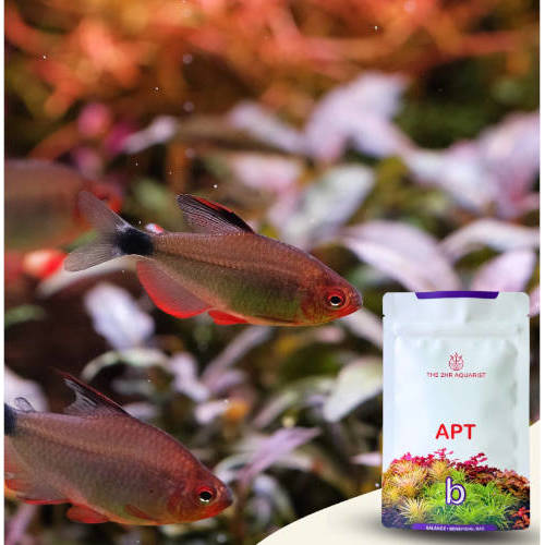 aptbalance6